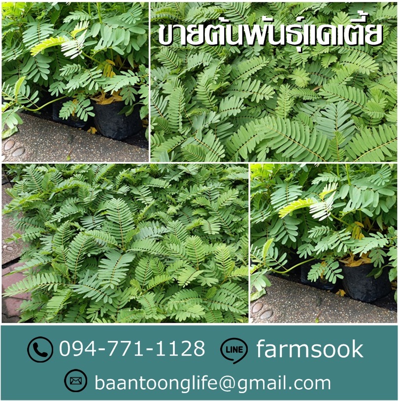 ขายต้นพันธุ์แคเตี้ย ปลีก-ส่ง ราคาถูก จัดส่งทั่วประเทศ (โดย มือเปื้อนดิน) รูปที่ 5