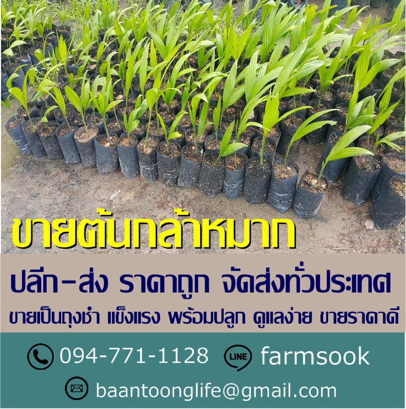 ขายต้นกล้าหมาก ปลีก-ส่ง ราคาถูก จัดส่งทั่วประเทศ (โดย มือเปื้อนดิน) รูปที่ 2