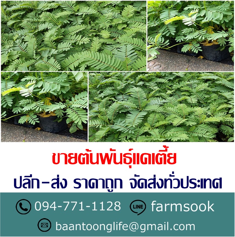 ขายต้นพันธุ์แคเตี้ย ปลีก-ส่ง ราคาถูก จัดส่งทั่วประเทศ (โดย มือเปื้อนดิน) รูปที่ 4