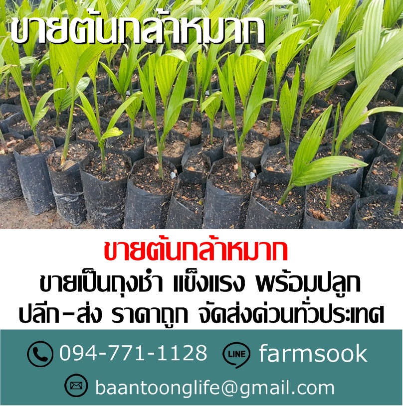 ขายต้นกล้าหมาก ปลีก-ส่ง ราคาถูก จัดส่งทั่วประเทศ (โดย มือเปื้อนดิน) รูปที่ 4