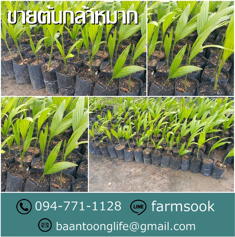 ขายต้นกล้าหมาก ปลีก-ส่ง ราคาถูก จัดส่งทั่วประเทศ (โดย มือเปื้อนดิน) รูปที่ 5