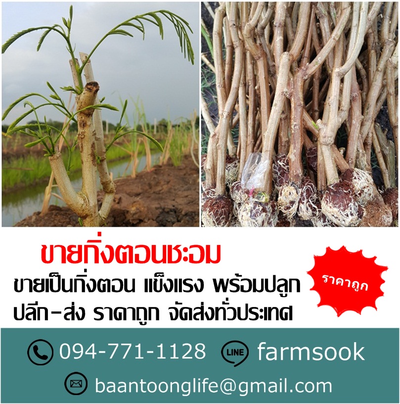 ขายกิ่งตอนชะอม ปลีก-ส่ง ราคาถูก จัดส่งทั่วประเทศ (โดย มือเปื้อนดิน) รูปที่ 4