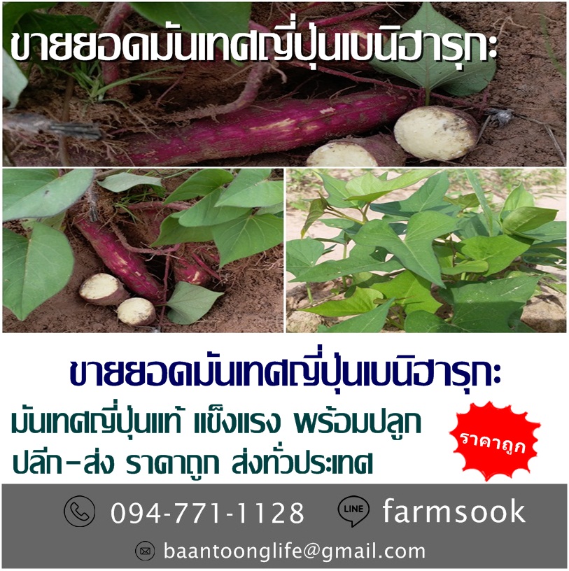 ขายยอดมันเทศญี่ปุ่นเบนิฮารุกะ ปลีก-ส่ง ราคาถูก ส่งทั่วประเทศ (โดย มือเปื้อนดิน) รูปที่ 3