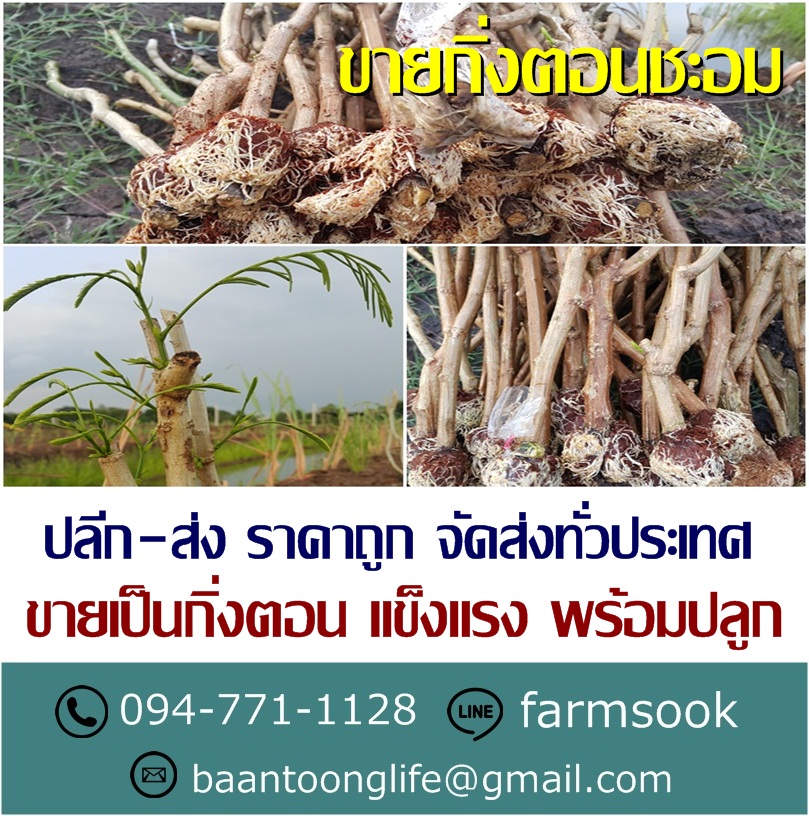 ขายกิ่งตอนชะอม ปลีก-ส่ง ราคาถูก จัดส่งทั่วประเทศ (โดย มือเปื้อนดิน) รูปที่ 2