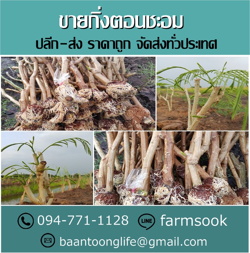 ขายกิ่งตอนชะอม ปลีก-ส่ง ราคาถูก จัดส่งทั่วประเทศ (โดย มือเปื้อนดิน) รูปที่ 3