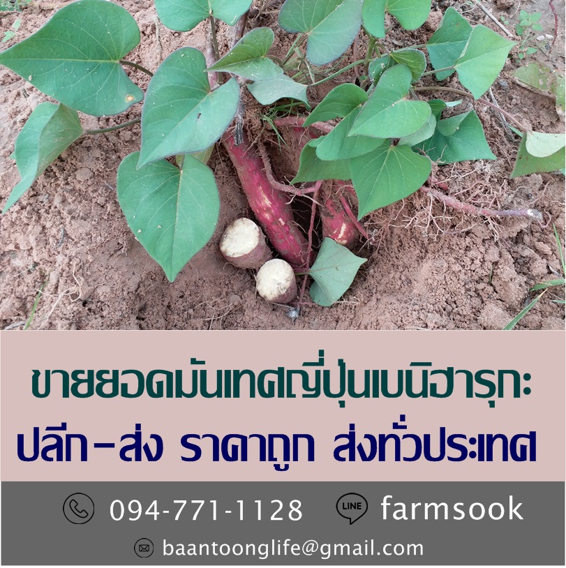 ขายยอดมันเทศญี่ปุ่นเบนิฮารุกะ ปลีก-ส่ง ราคาถูก ส่งทั่วประเทศ (โดย มือเปื้อนดิน) รูปที่ 2