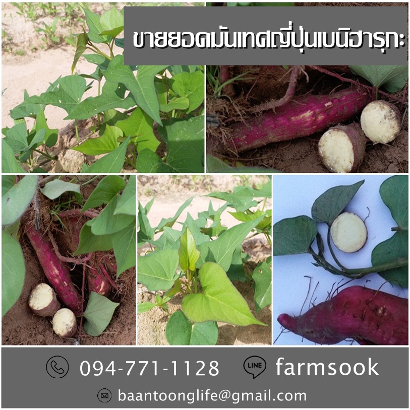 ขายยอดมันเทศญี่ปุ่นเบนิฮารุกะ ปลีก-ส่ง ราคาถูก ส่งทั่วประเทศ (โดย มือเปื้อนดิน) รูปที่ 5