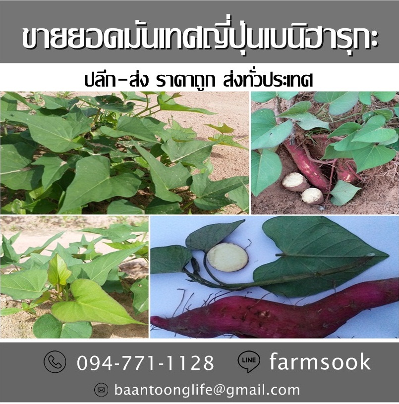 ขายยอดมันเทศญี่ปุ่นเบนิฮารุกะ ปลีก-ส่ง ราคาถูก ส่งทั่วประเทศ (โดย มือเปื้อนดิน) รูปที่ 4