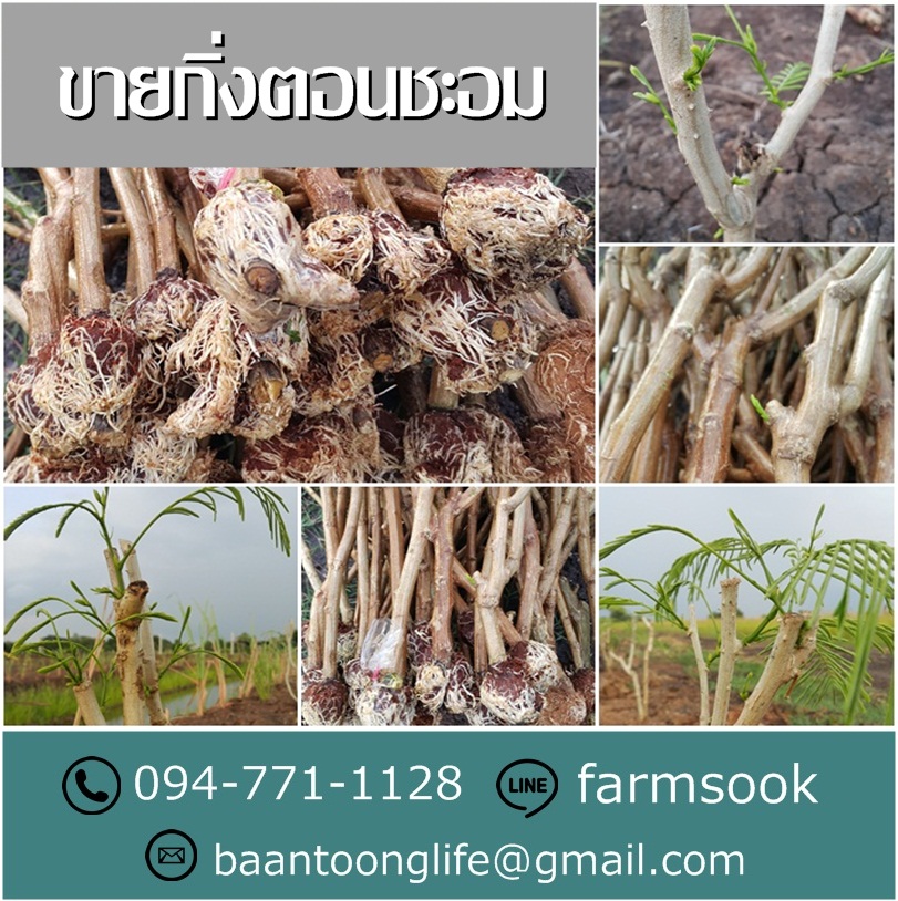 ขายกิ่งตอนชะอม ปลีก-ส่ง ราคาถูก จัดส่งทั่วประเทศ (โดย มือเปื้อนดิน) รูปที่ 5