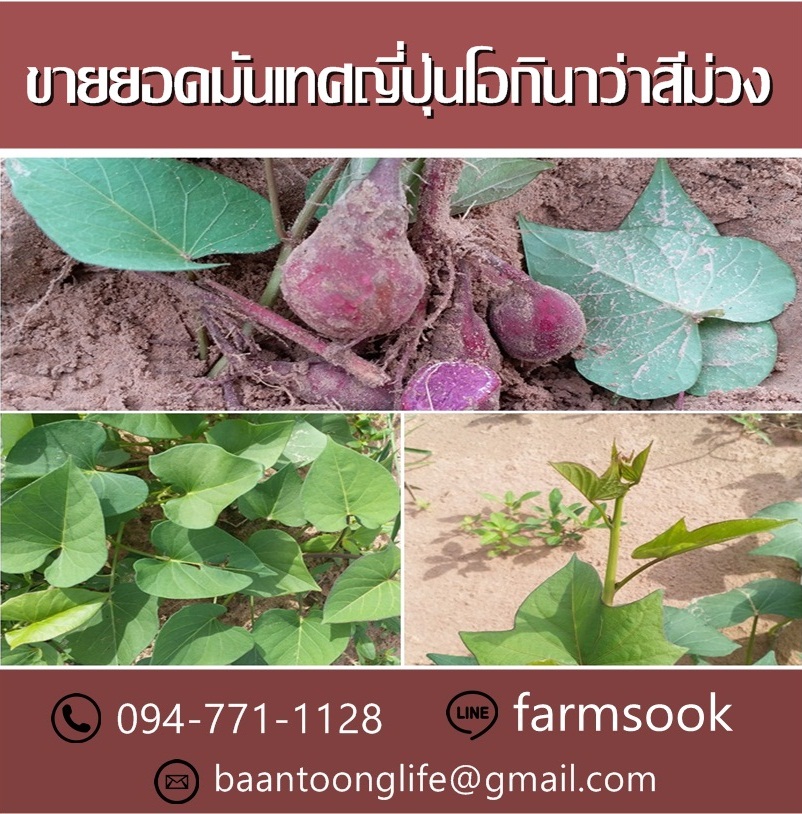 ขายยอดมันเทศญี่ปุ่นโอกินาว่าสีม่วง ปลีก-ส่ง ราคาถูก (โดย มือเปื้อนดิน) รูปที่ 3