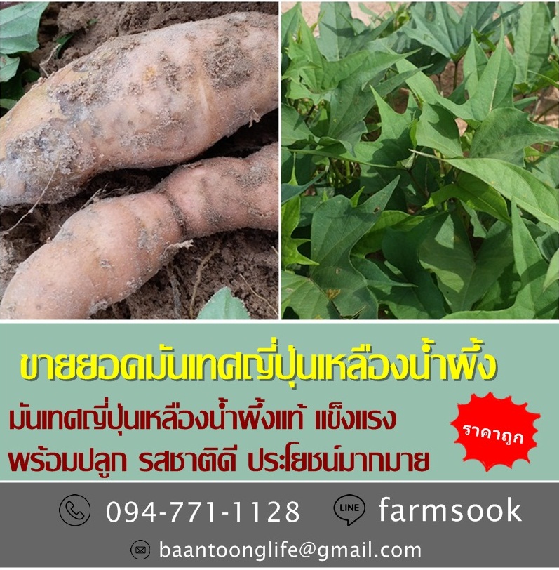 ขายยอดมันเทศญี่ปุ่นเหลืองน้ำผึ้ง ปลีก-ส่ง ราคาถูกพร้อมจัดส่ง (โดย มือเปื้อนดิน) รูปที่ 3