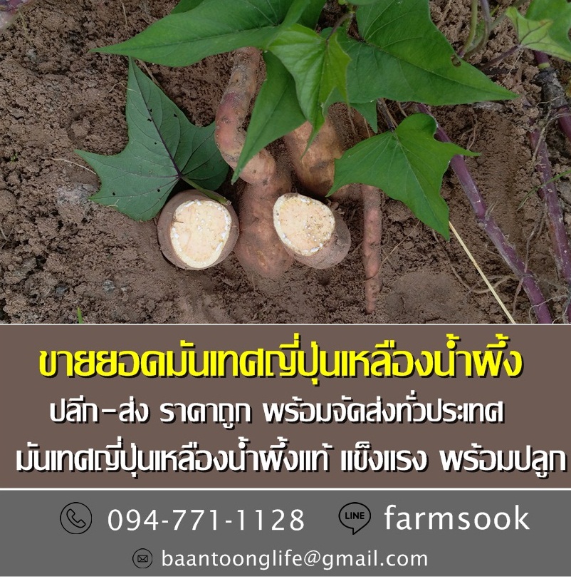ขายยอดมันเทศญี่ปุ่นเหลืองน้ำผึ้ง ปลีก-ส่ง ราคาถูกพร้อมจัดส่ง (โดย มือเปื้อนดิน) รูปที่ 2