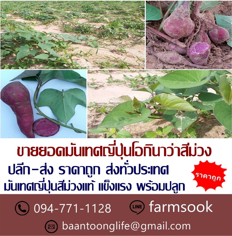 ขายยอดมันเทศญี่ปุ่นโอกินาว่าสีม่วง ปลีก-ส่ง ราคาถูก (โดย มือเปื้อนดิน) รูปที่ 4