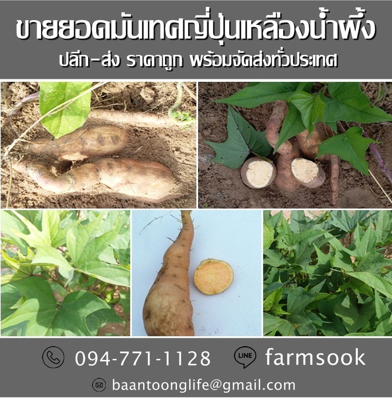 ขายยอดมันเทศญี่ปุ่นเหลืองน้ำผึ้ง ปลีก-ส่ง ราคาถูกพร้อมจัดส่ง (โดย มือเปื้อนดิน) รูปที่ 4