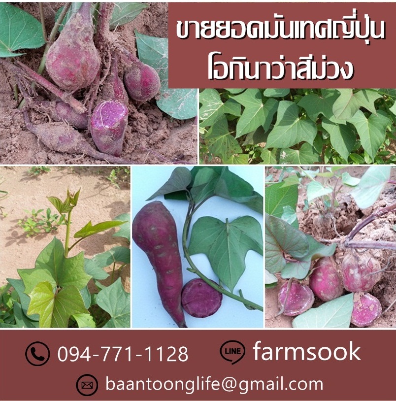 ขายยอดมันเทศญี่ปุ่นโอกินาว่าสีม่วง ปลีก-ส่ง ราคาถูก (โดย มือเปื้อนดิน) รูปที่ 5