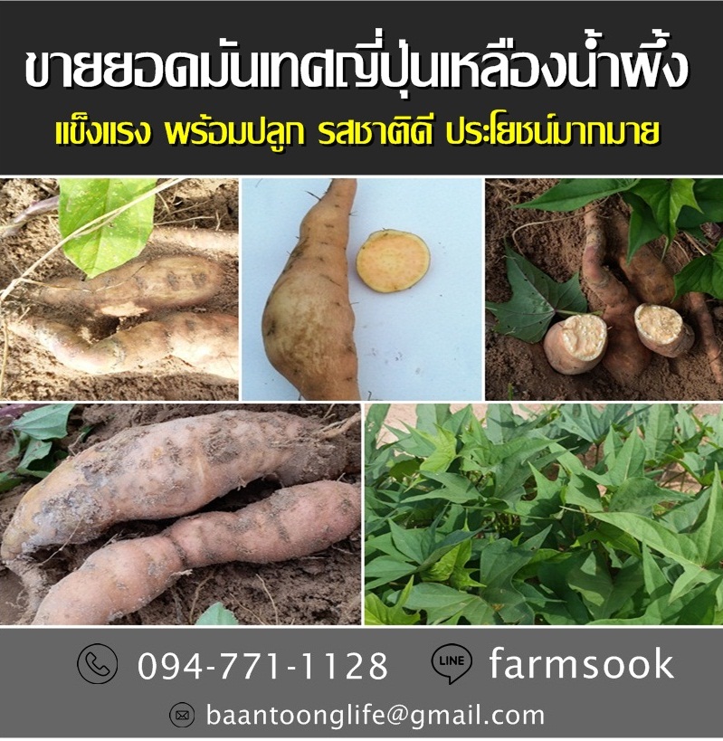ขายยอดมันเทศญี่ปุ่นเหลืองน้ำผึ้ง ปลีก-ส่ง ราคาถูกพร้อมจัดส่ง (โดย มือเปื้อนดิน) รูปที่ 5