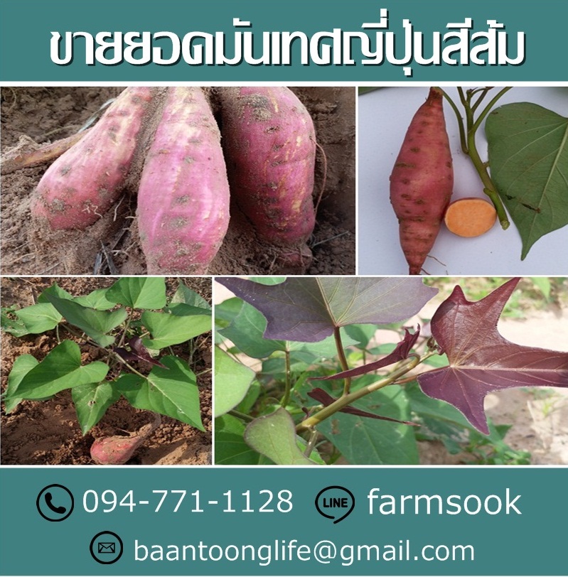 ขายยอดมันเทศญี่ปุ่นสีส้ม ปลีก-ส่ง ราคาถูก ส่งทั่วประเทศ (โดย มือเปื้อนดิน) รูปที่ 3