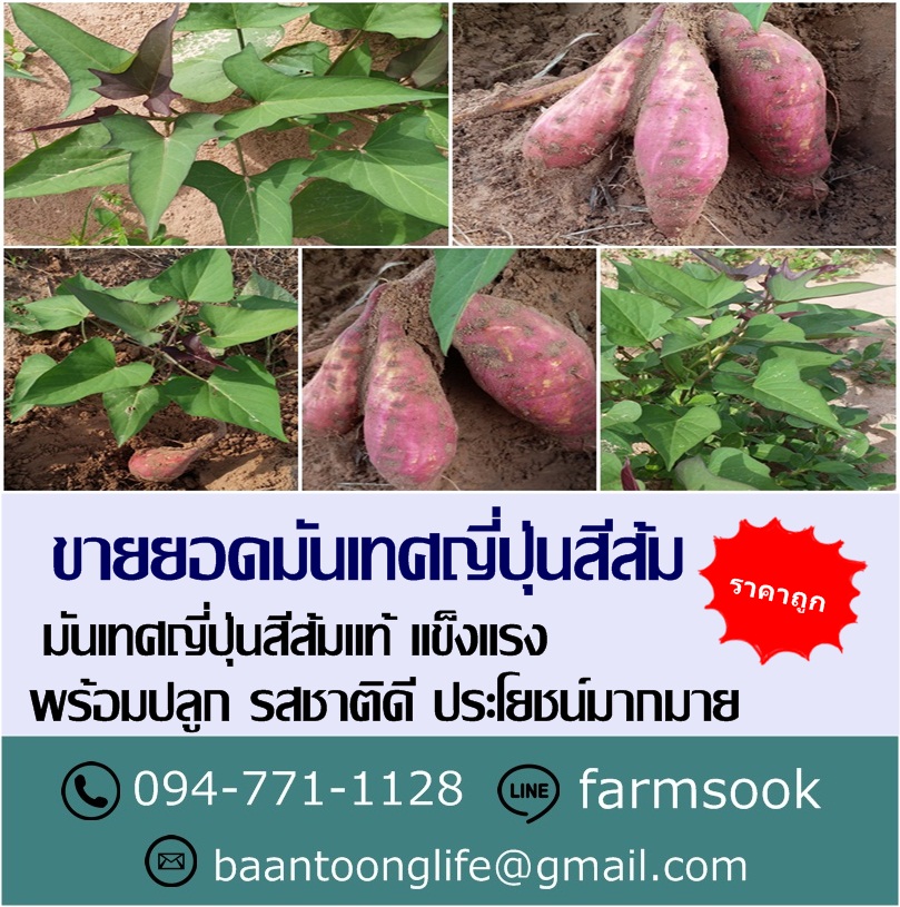 ขายยอดมันเทศญี่ปุ่นสีส้ม ปลีก-ส่ง ราคาถูก ส่งทั่วประเทศ (โดย มือเปื้อนดิน) รูปที่ 4