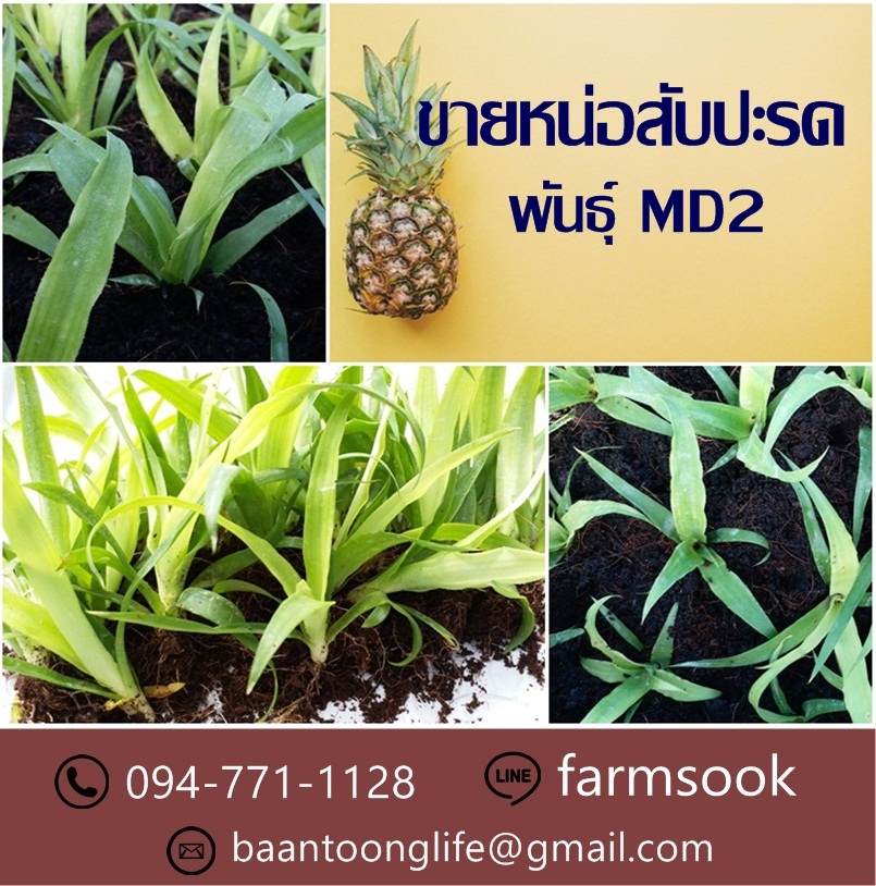 ขายหน่อสับปะรดพันธุ์ MD2 ปลีก-ส่ง ราคาถูกจัดส่งทั่วประเทศ (โดย มือเปื้อนดิน) รูปที่ 3