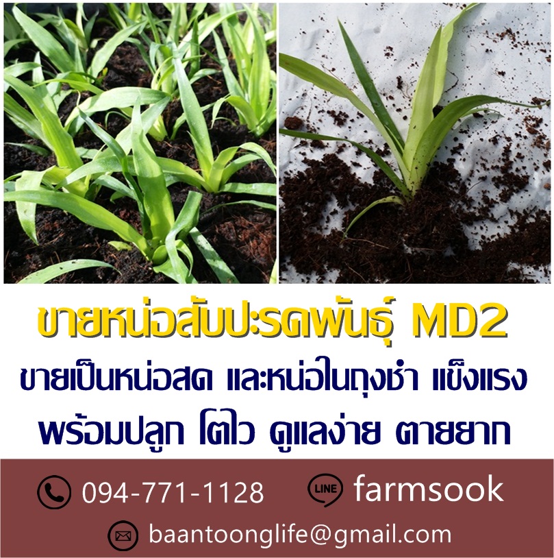 ขายหน่อสับปะรดพันธุ์ MD2 ปลีก-ส่ง ราคาถูกจัดส่งทั่วประเทศ (โดย มือเปื้อนดิน) รูปที่ 2