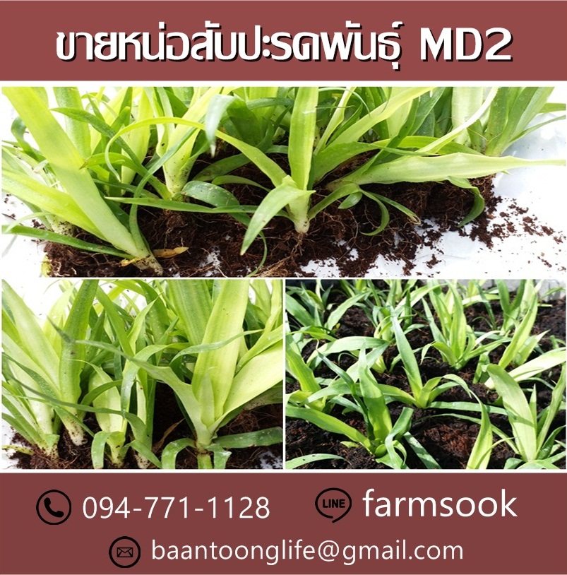 ขายหน่อสับปะรดพันธุ์ MD2 ปลีก-ส่ง ราคาถูกจัดส่งทั่วประเทศ (โดย มือเปื้อนดิน) รูปที่ 4