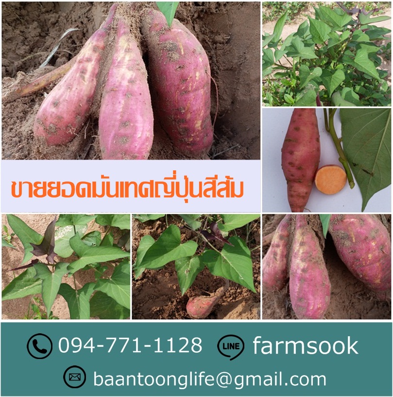 ขายยอดมันเทศญี่ปุ่นสีส้ม ปลีก-ส่ง ราคาถูก ส่งทั่วประเทศ (โดย มือเปื้อนดิน) รูปที่ 5