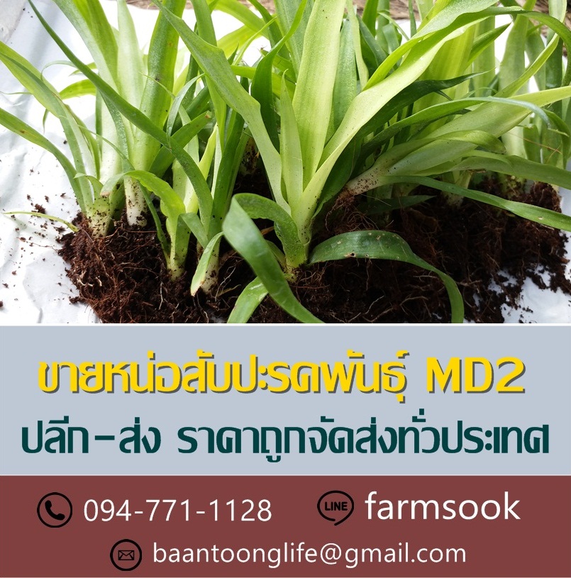 ขายหน่อสับปะรดพันธุ์ MD2 ปลีก-ส่ง ราคาถูกจัดส่งทั่วประเทศ (โดย มือเปื้อนดิน) รูปที่ 1