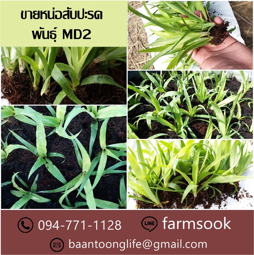 ขายหน่อสับปะรดพันธุ์ MD2 ปลีก-ส่ง ราคาถูกจัดส่งทั่วประเทศ (โดย มือเปื้อนดิน) รูปที่ 5