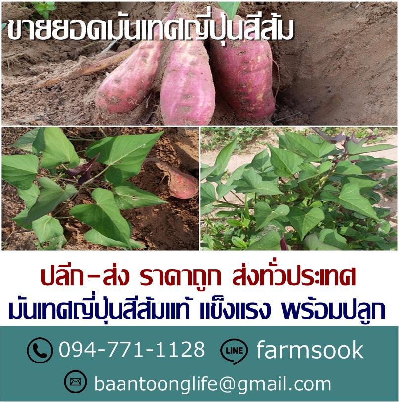 ขายยอดมันเทศญี่ปุ่นสีส้ม ปลีก-ส่ง ราคาถูก ส่งทั่วประเทศ (โดย มือเปื้อนดิน) รูปที่ 2