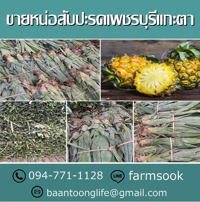 ขายหน่อสับปะรดเพชรบุรีแกะตา ปลีก-ส่ง ราคาถูกจัดส่งทั่วประเทศ (โดย มือเปื้อนดิน) รูปที่ 5