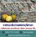 รูปย่อ ขายหน่อสับปะรดเพชรบุรีแกะตา ปลีก-ส่ง ราคาถูกจัดส่งทั่วประเทศ (โดย มือเปื้อนดิน) รูปที่1