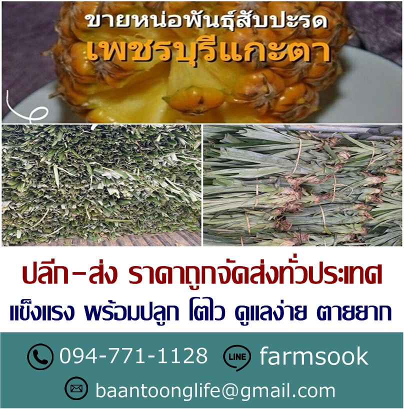 ขายหน่อสับปะรดเพชรบุรีแกะตา ปลีก-ส่ง ราคาถูกจัดส่งทั่วประเทศ (โดย มือเปื้อนดิน) รูปที่ 3