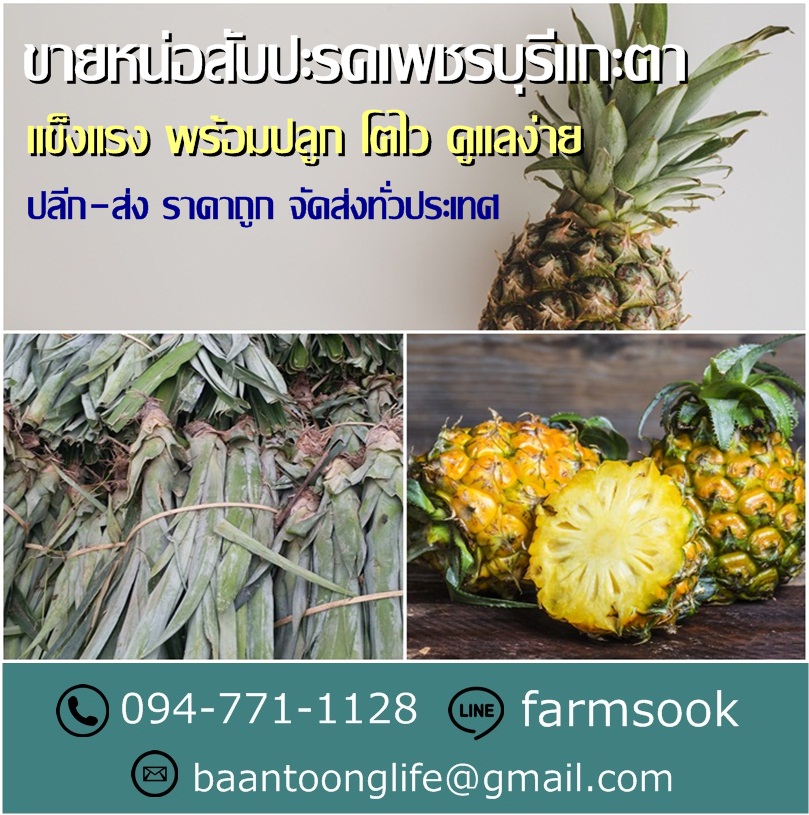 ขายหน่อสับปะรดเพชรบุรีแกะตา ปลีก-ส่ง ราคาถูกจัดส่งทั่วประเทศ (โดย มือเปื้อนดิน) รูปที่ 4