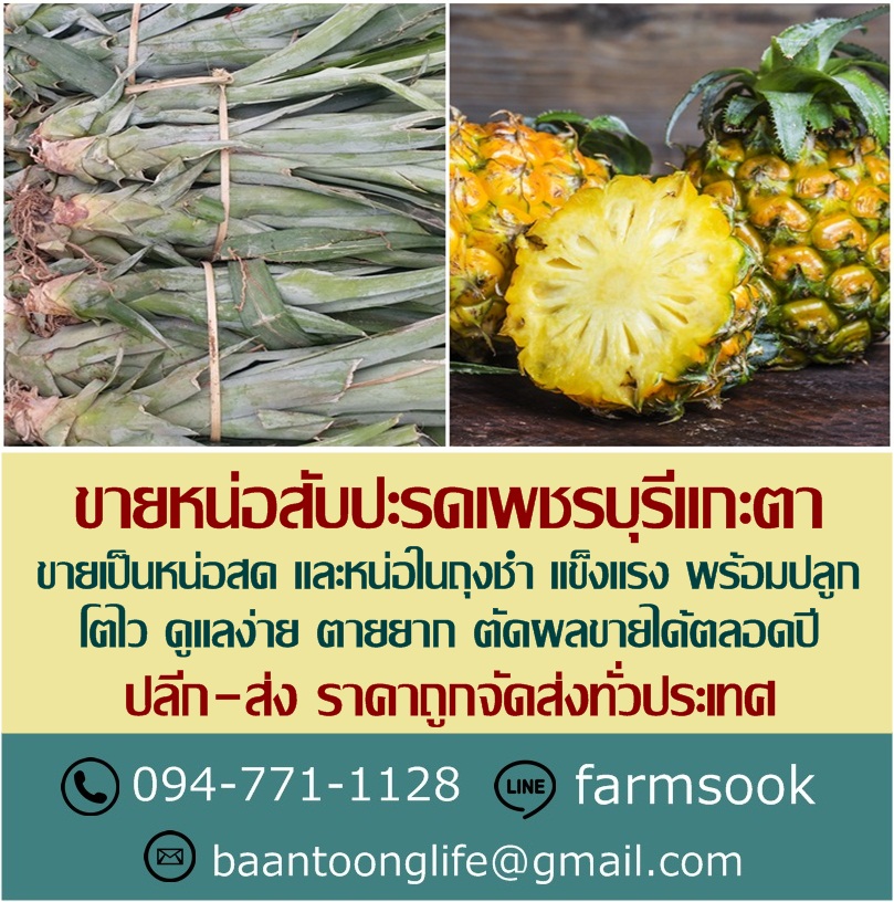 ขายหน่อสับปะรดเพชรบุรีแกะตา ปลีก-ส่ง ราคาถูกจัดส่งทั่วประเทศ (โดย มือเปื้อนดิน) รูปที่ 2
