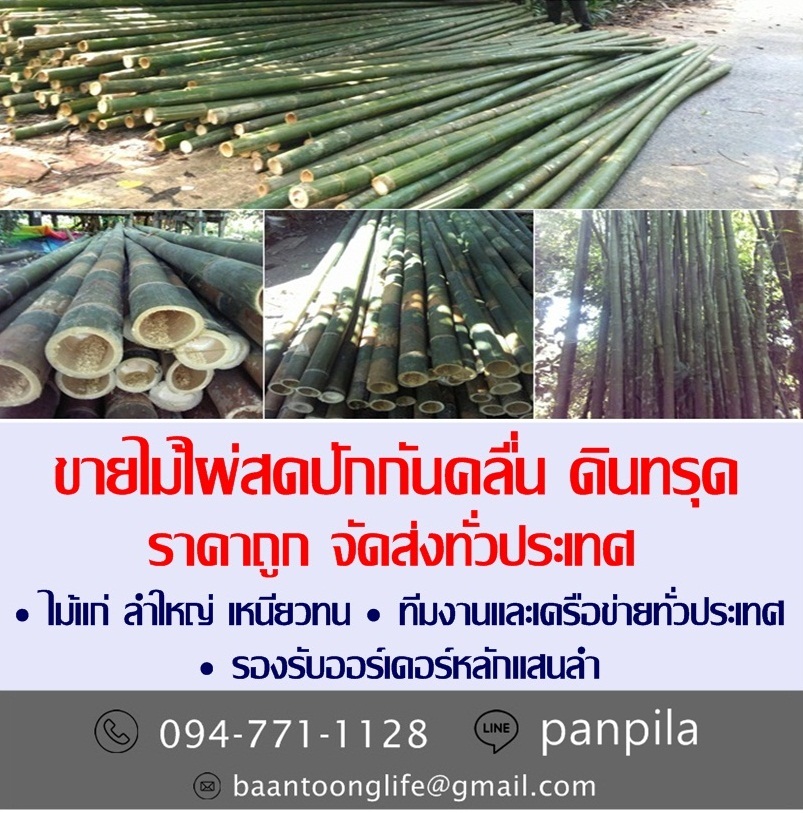 ขายไม้ไผ่สดปักกันคลื่น ดินทรุด ราคาถูก จัดส่งทั่วประเทศ (โดย มือเปื้อนดิน) รูปที่ 3