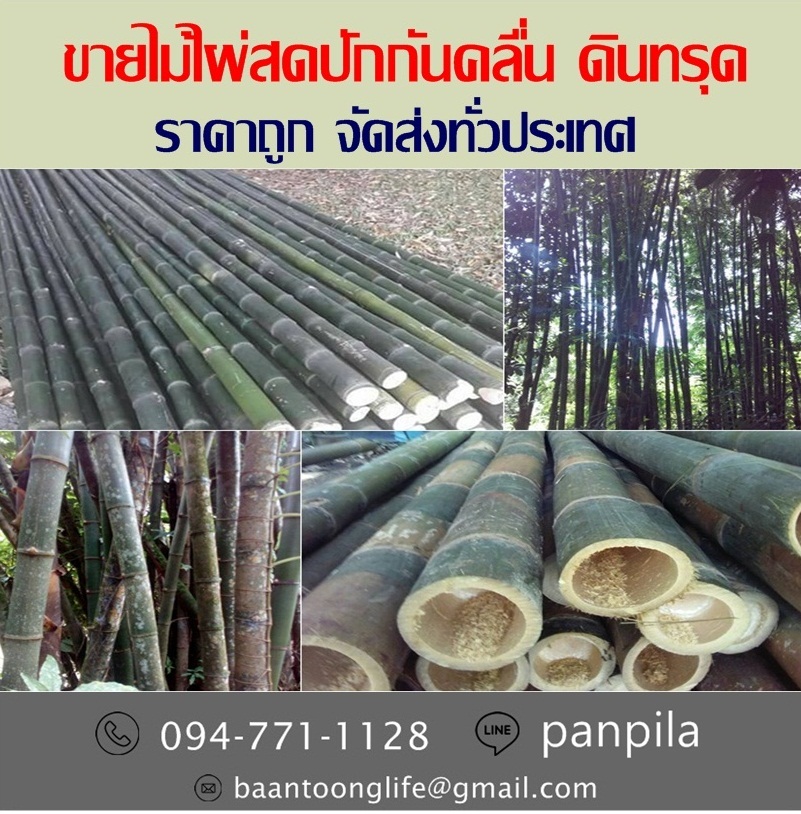 ขายไม้ไผ่สดปักกันคลื่น ดินทรุด ราคาถูก จัดส่งทั่วประเทศ (โดย มือเปื้อนดิน) รูปที่ 2
