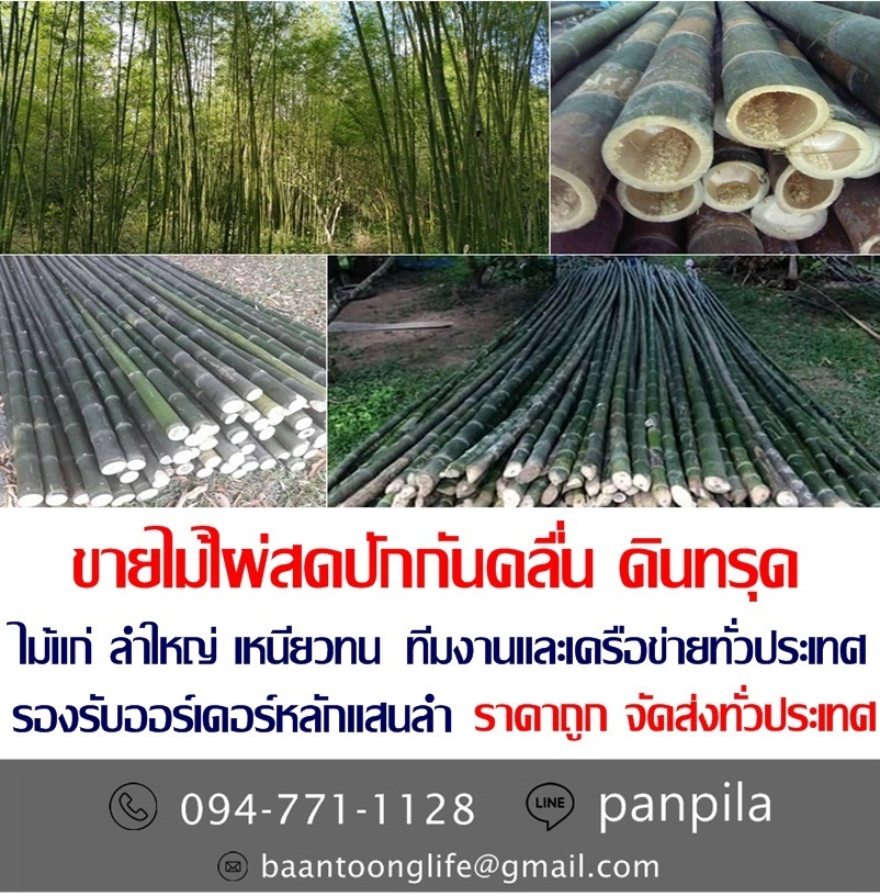ขายไม้ไผ่สดปักกันคลื่น ดินทรุด ราคาถูก จัดส่งทั่วประเทศ (โดย มือเปื้อนดิน) รูปที่ 5