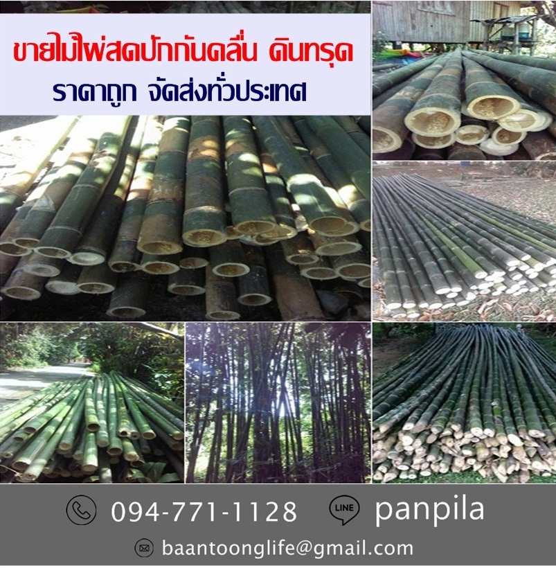 ขายไม้ไผ่สดปักกันคลื่น ดินทรุด ราคาถูก จัดส่งทั่วประเทศ (โดย มือเปื้อนดิน) รูปที่ 4