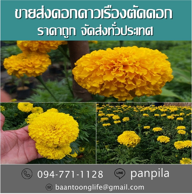 ขายส่งดอกดาวเรืองตัดดอก ราคาถูก จัดส่งทั่วประเทศ (โดย มือเปื้อนดิน) รูปที่ 5