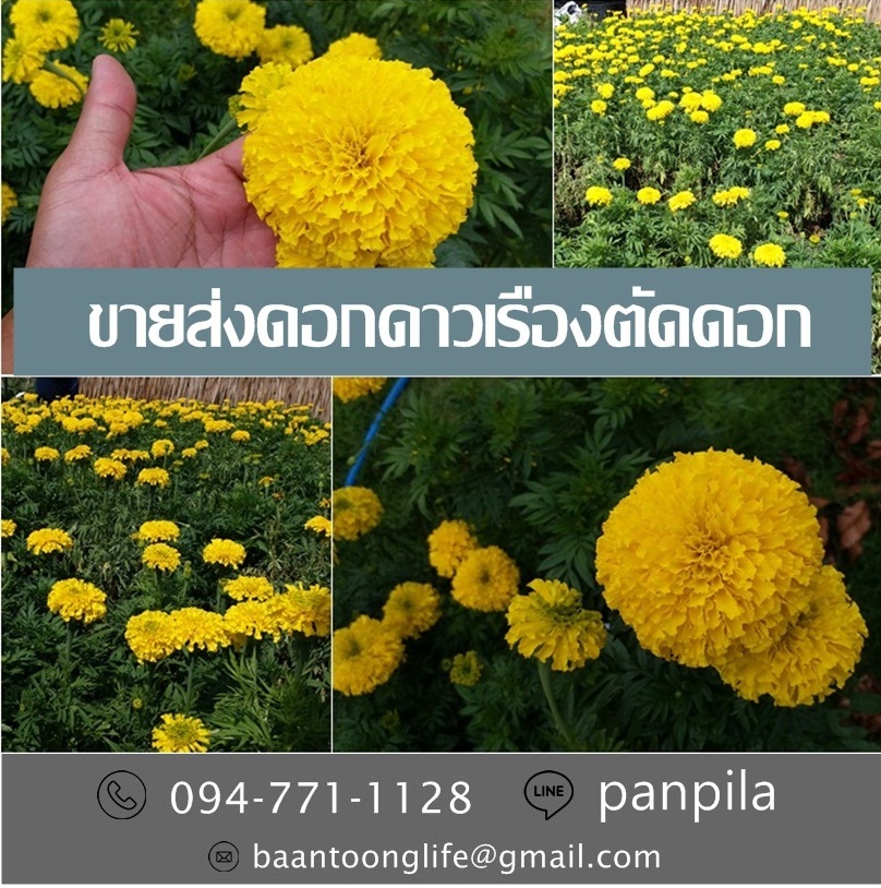 ขายส่งดอกดาวเรืองตัดดอก ราคาถูก จัดส่งทั่วประเทศ (โดย มือเปื้อนดิน) รูปที่ 4