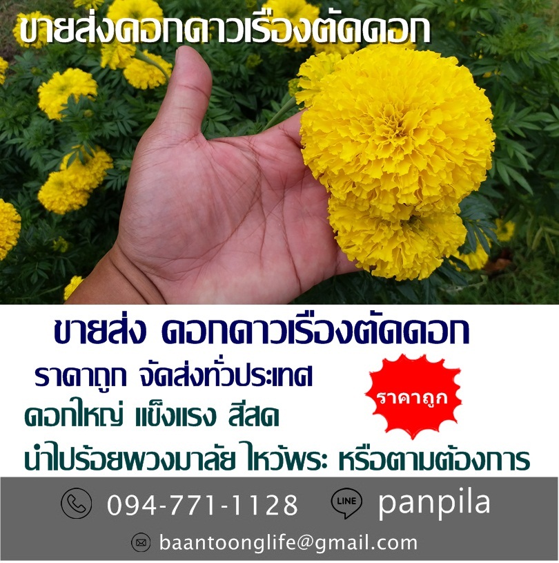 ขายส่งดอกดาวเรืองตัดดอก ราคาถูก จัดส่งทั่วประเทศ (โดย มือเปื้อนดิน) รูปที่ 2