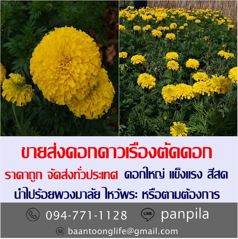 ขายส่งดอกดาวเรืองตัดดอก ราคาถูก จัดส่งทั่วประเทศ (โดย มือเปื้อนดิน) รูปที่ 3