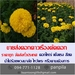 รูปย่อ ขายส่งดอกดาวเรืองตัดดอก ราคาถูก จัดส่งทั่วประเทศ (โดย มือเปื้อนดิน) รูปที่3