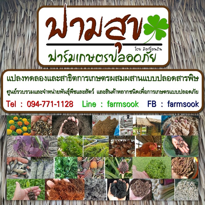 ขายต้นพันธุ์ผักแพว ปลีก-ส่ง ราคาถูก จัดส่งทั่วประเทศ โดย มือเปื้อนดิน รูปที่ 2