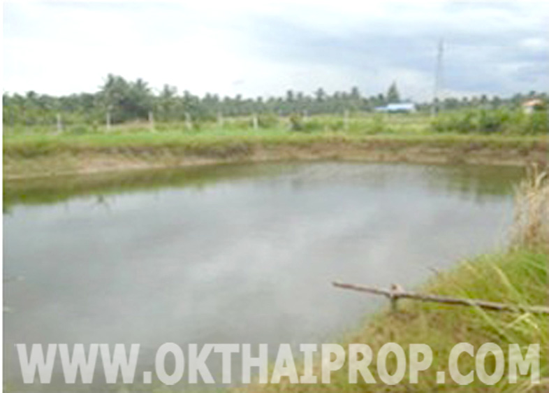 ที่ดินเปล่า 4ไร่ 8.6ตร.วา ต.คุ้งกระถิน อ.ดำเนินสะดวก จ.ราชบุรี รูปที่ 3