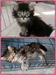 รูปย่อ น้องแมวลูกครึ่งเปอร์เซีย/อเมริกันชอตแฮร์ ลูกเสี้ยวเปอร์เซีย/เมนคูนพร้อมย้ายบ้าน สินสอดถูก ๆ ค่าาา รูปที่1