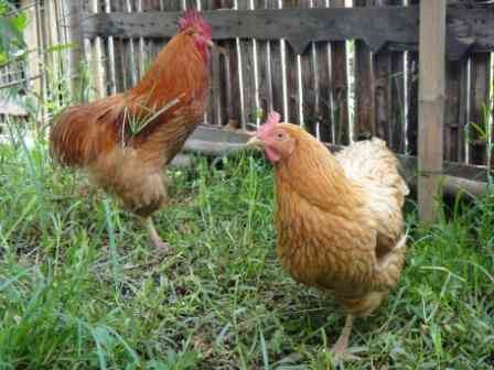 ขายไก่พันธุ์เบตง เชียงราย รูปที่ 4