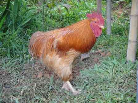 ขายไก่พันธุ์เบตง เชียงราย รูปที่ 5