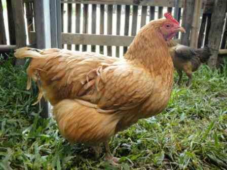 ขายไก่พันธุ์เบตง เชียงราย รูปที่ 3