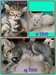 รูปย่อ น้องแมวลูกครึ่งเปอร์เซีย/อเมริกันชอตแฮร์ ลูกเสี้ยวเปอร์เซีย/เมนคูนพร้อมย้ายบ้านค่ะ รูปที่1